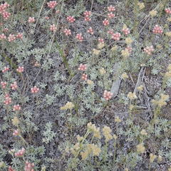 Antennaria rosea confinis