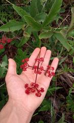 Cissus erosa
