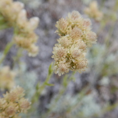 Antennaria rosea confinis