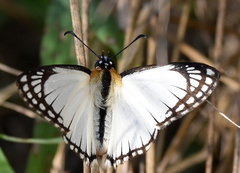 Leucochitonea levubu