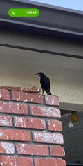 Sturnus vulgaris