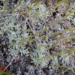 Antennaria rosea confinis