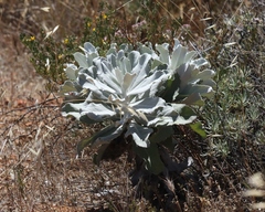 Hazardia detonsa