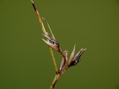 Schoenus pauciflorus
