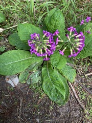 Primula miyabeana
