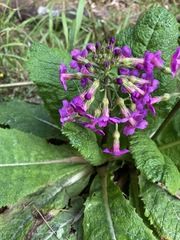 Primula miyabeana