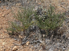 Acmispon dendroideus