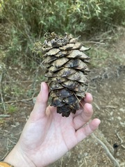 Pinus armandi
