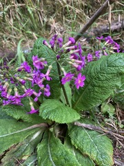 Primula miyabeana