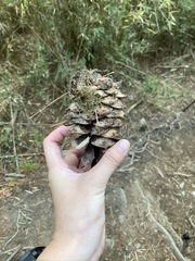Pinus armandi