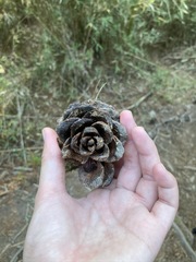 Pinus armandi