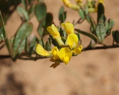 Acmispon dendroideus