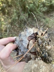 Pinus armandi