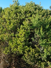 Arctostaphylos pilosula