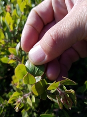 Arctostaphylos pilosula