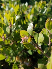 Arctostaphylos pilosula