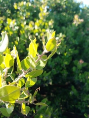 Arctostaphylos pilosula