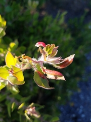 Arctostaphylos pilosula