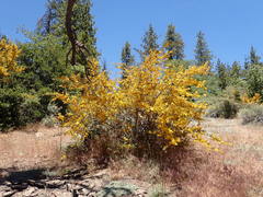 Fremontodendron californicum