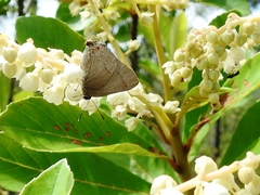 Allosmaitia strophius