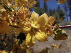 Fremontodendron californicum