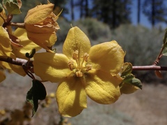 Fremontodendron californicum