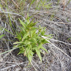 Gentianella amarella acuta