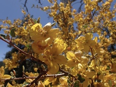 Fremontodendron californicum