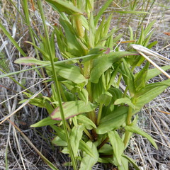 Gentianella amarella acuta