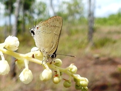 Allosmaitia strophius