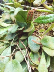 Microgramma piloselloides