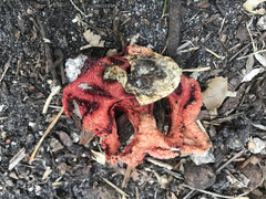 Clathrus