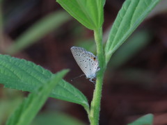 Cupido comyntas texana