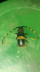 Trachyderes elegans