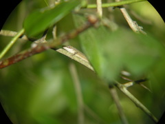 Anolis alutaceus