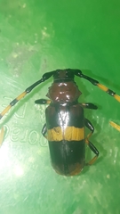 Trachyderes elegans