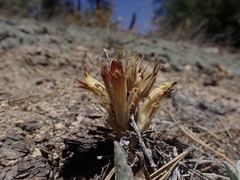 Aphyllon californicum feudgei