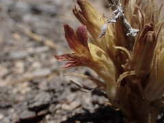Aphyllon californicum feudgei