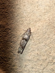 Pseudexentera spoliana