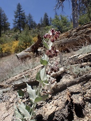Asclepias californica californica