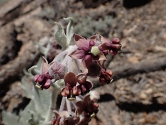 Asclepias californica californica