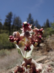 Asclepias californica californica