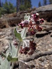 Asclepias californica californica