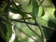 Anolis alutaceus