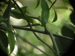 Anolis alutaceus