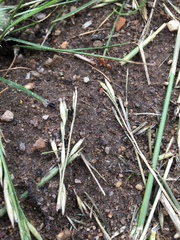 Formica pallidefulva