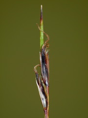 Schoenus pauciflorus