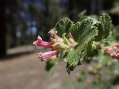 Ribes cereum cereum