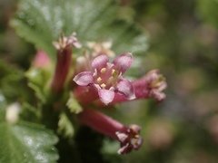 Ribes cereum cereum