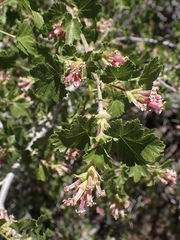 Ribes cereum cereum